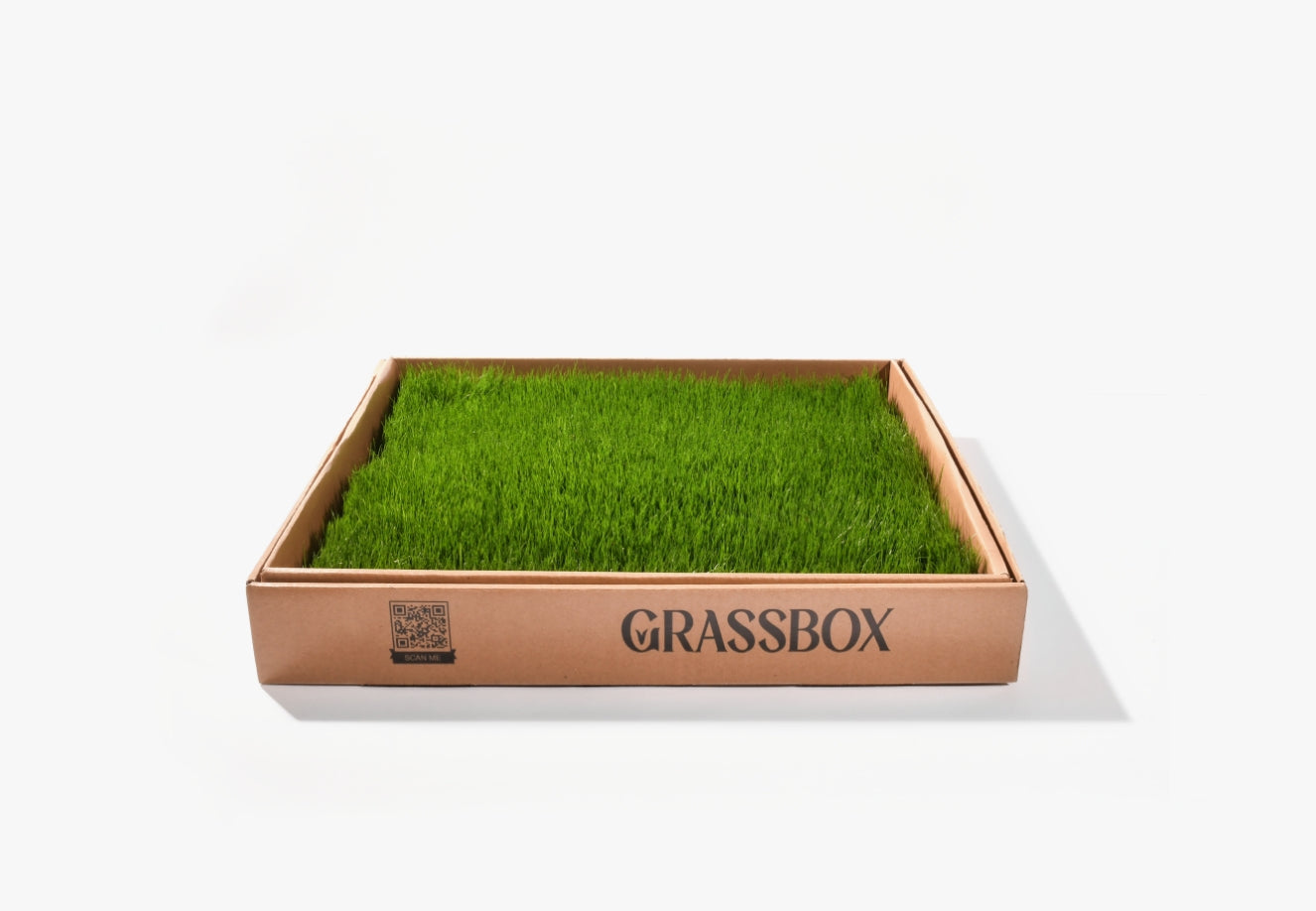 Real Grass Box for Cats & Kittens – Natural Indoor Potty Solution