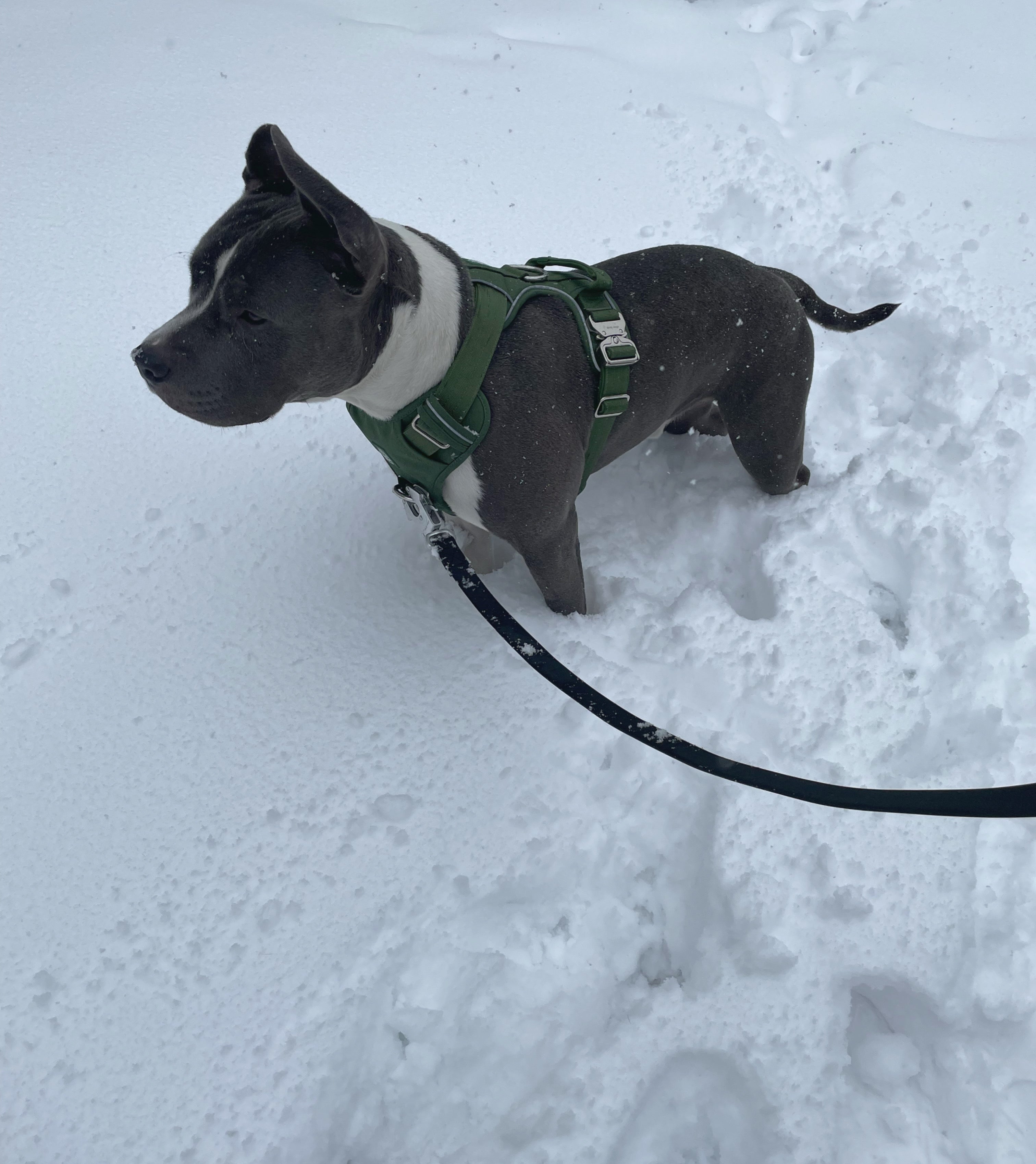 Heavy-Duty Everyday Harness - Cactus Green