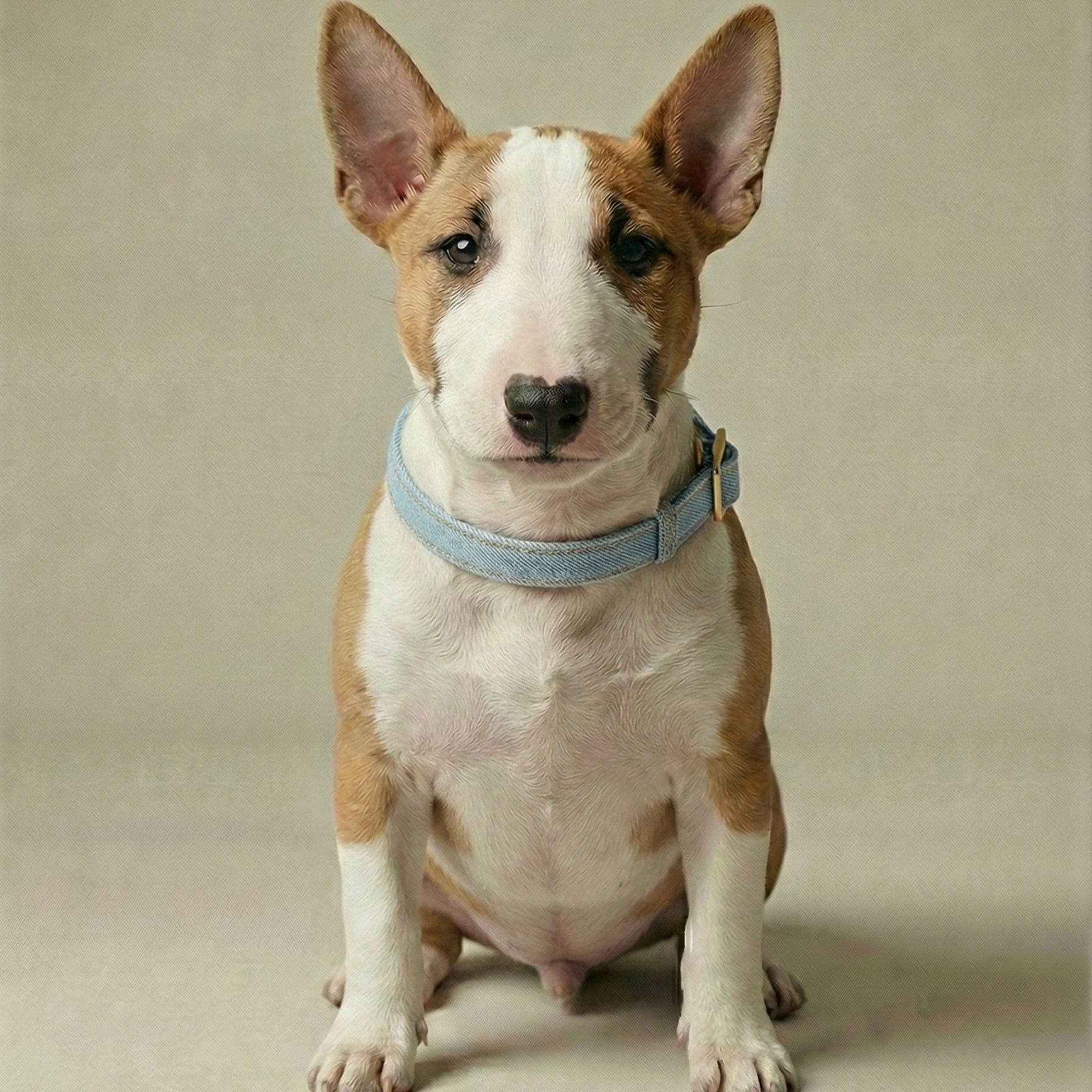 Denim Collar – Dog Collar, 3 Colours