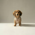 Tweed Harness – Dog Harness, 3 Colours