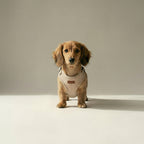 Tweed Harness – Dog Harness, 3 Colours