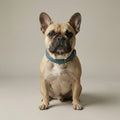 Denim Collar – Dog Collar, 3 Colours