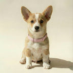 Tweed Collar – Dog Collar, 3 Colours