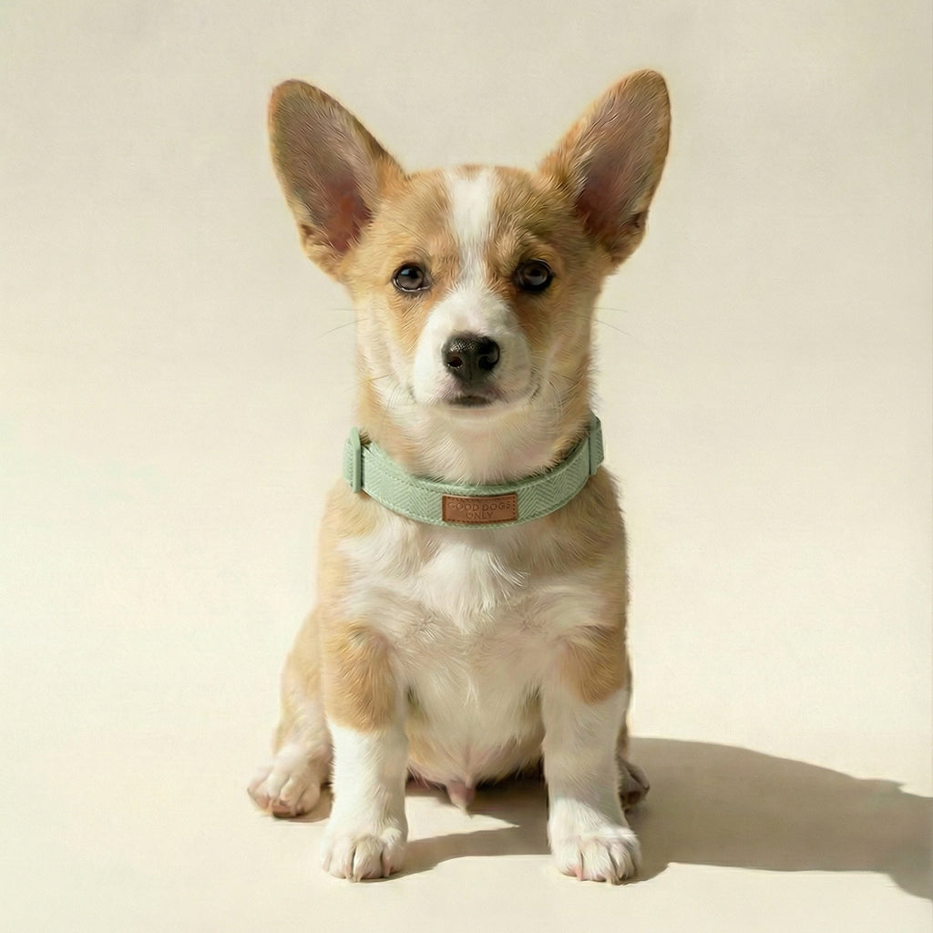Tweed Collar – Dog Collar, 3 Colours