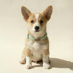 Tweed Collar – Dog Collar, 3 Colours