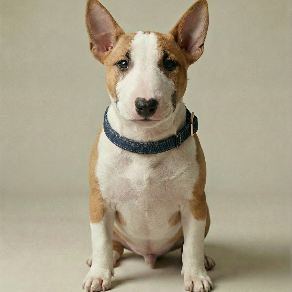 Denim Collar – Dog Collar, 3 Colours