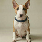 Denim Collar – Dog Collar, 3 Colours