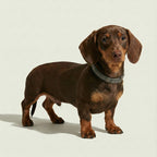 Plaid Collar – Tartan Dog Collar, 3 Colours