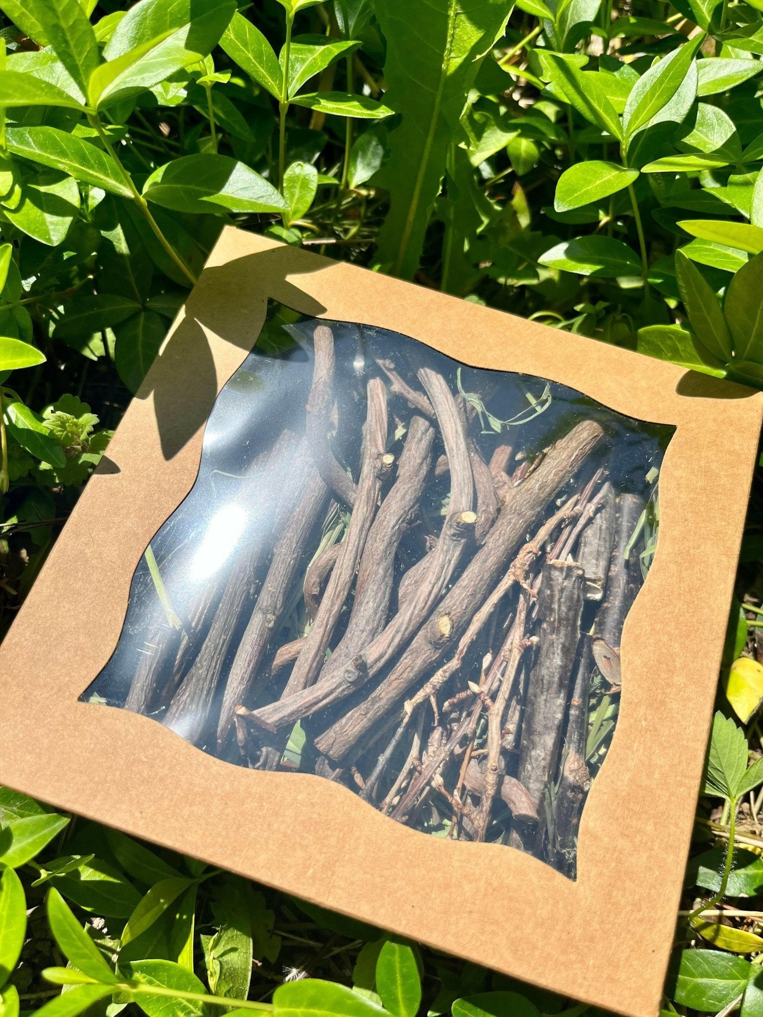 Bunny Chew Box: Apple, Kiwi, Currant & Gooseberry