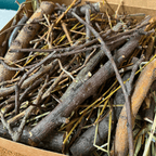 Bunny Chew Box: Apple, Kiwi, Currant & Gooseberry