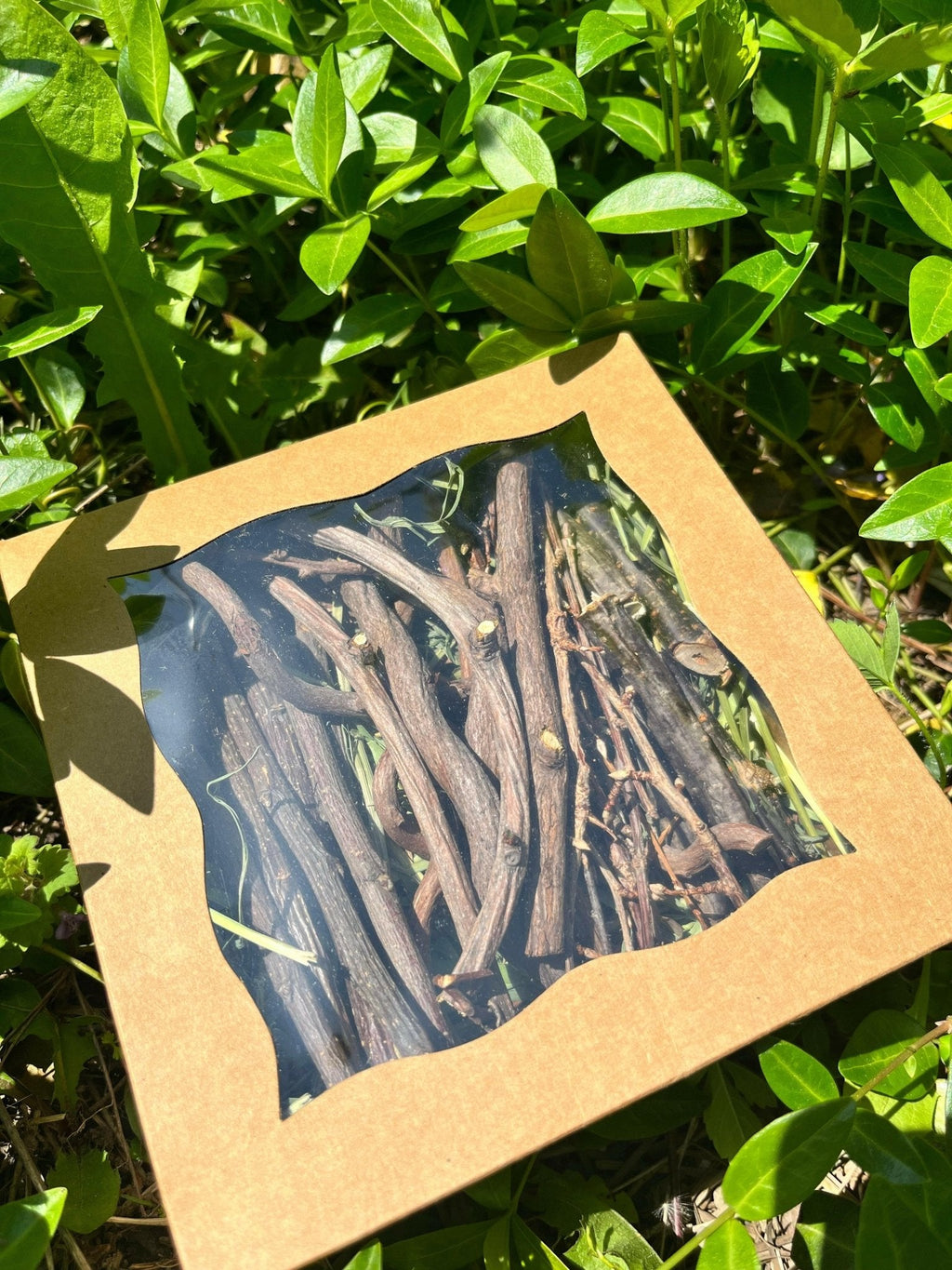 Bunny Chew Box: Apple, Kiwi, Currant & Gooseberry