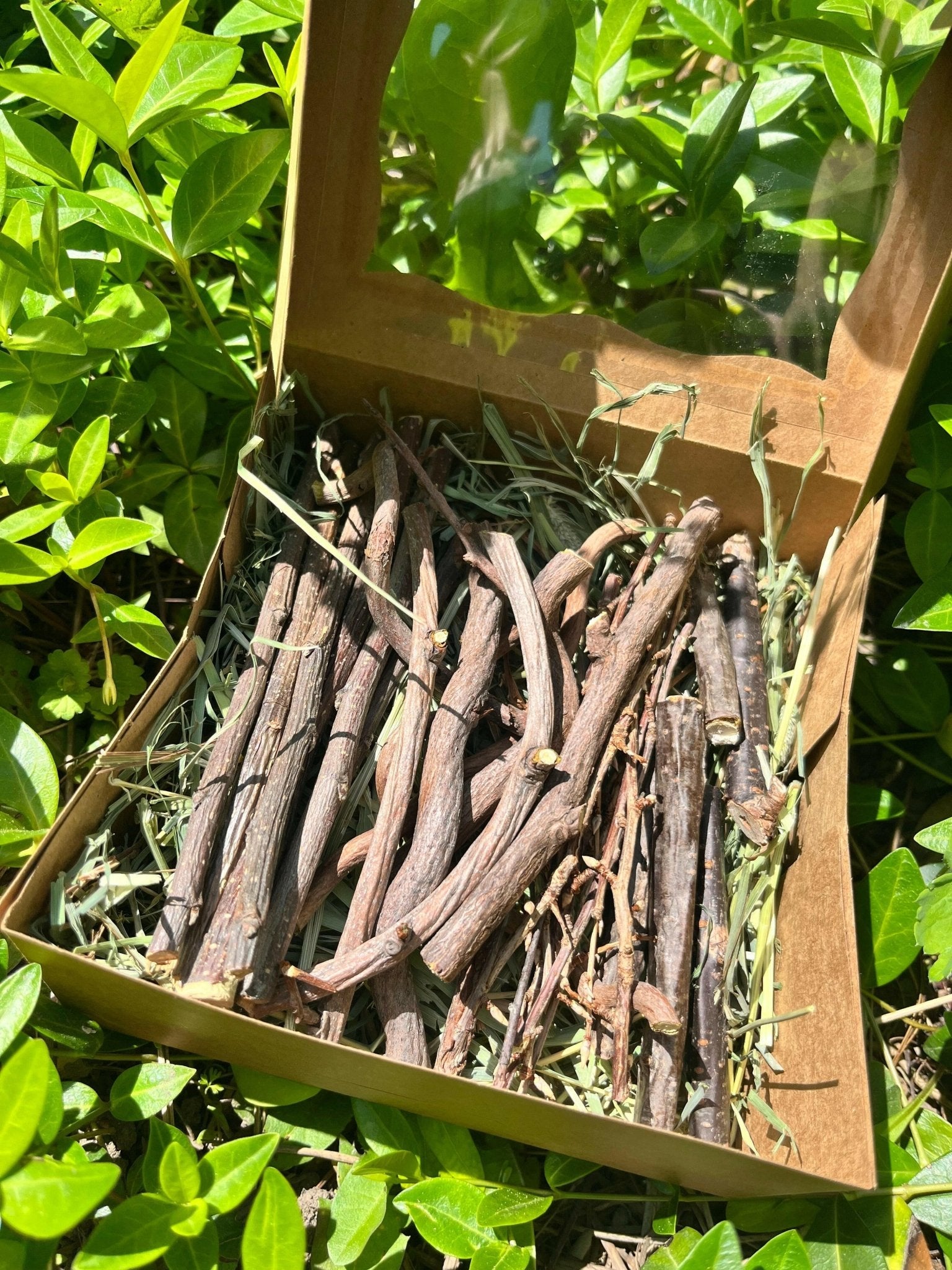Bunny Chew Box: Apple, Kiwi, Currant & Gooseberry