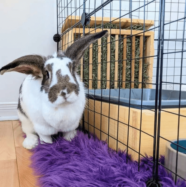 Dowel Style Hay Feeder and Litter Size