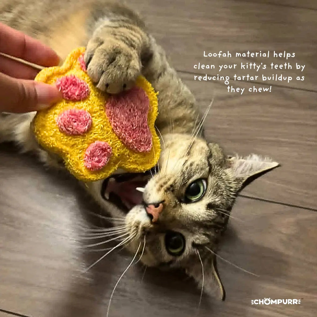 Chompurr Cocoa Core Cookie Cat Chew Toy