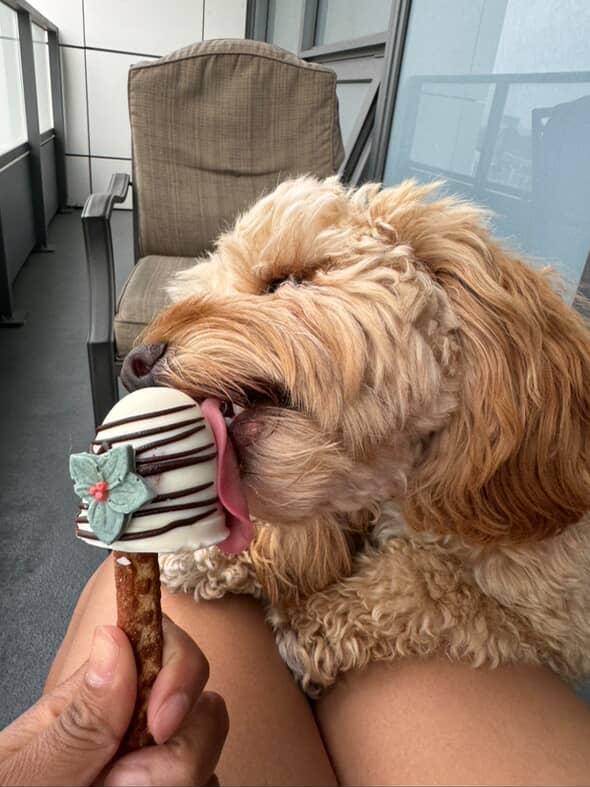 Barkday Treats Dog Pops – Peanut Butter & Yogurt Dog Treat