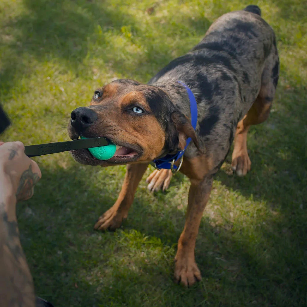 Fetch Ball/Tug Toy