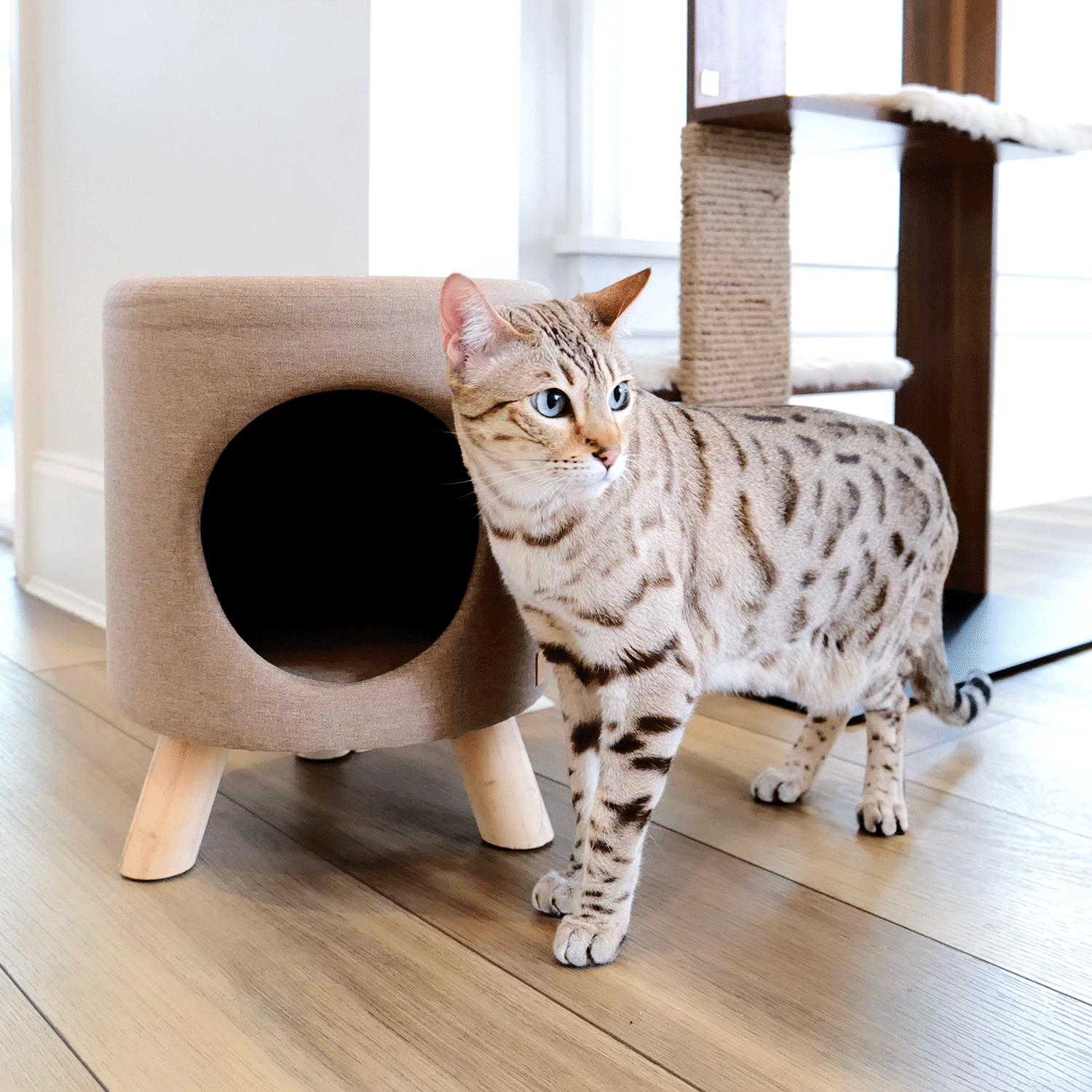 wallie pet stool